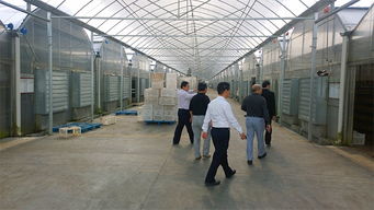 中盛永基食用菌產品全解析 最新展示與專業(yè)展覽服務